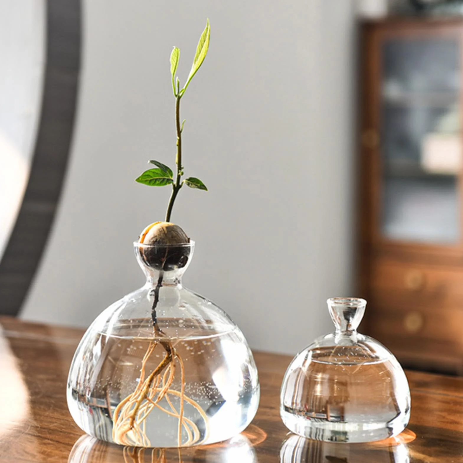 Vase en Verre pour Avocat Kit de Culture d'Avocat Pot pour Semences