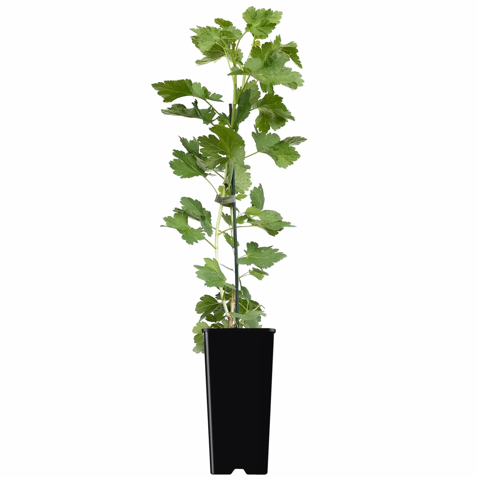 Casseille Jostaberry Josta 2L - Hybride de cassis et de groseille