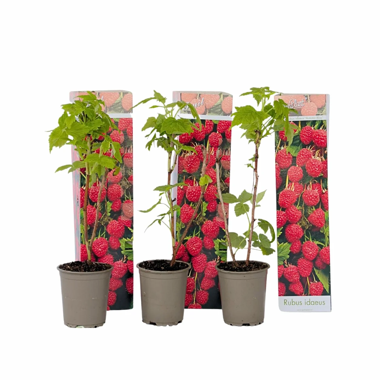 Rubus ideaus 'Autumn Bliss' Framboisiers Set de 3 Pot 9cm Hauteur 25-40cm