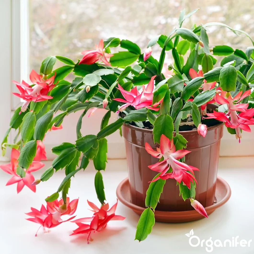 Organifer Engrais liquide organique 1L pour cactus de Noël floraison hivernale