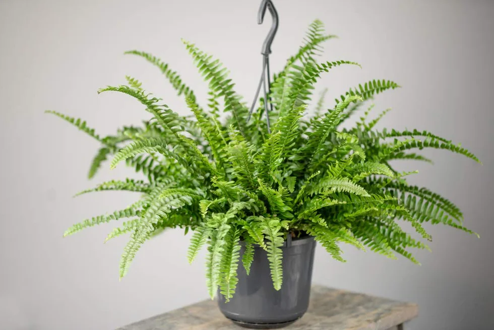 Bloomique Lot de 2 Nephrolepis Green Lady Fougère de Boston Plante d’intérieur Dépolluante Hauteur 20-30 cm Pot 12 cm