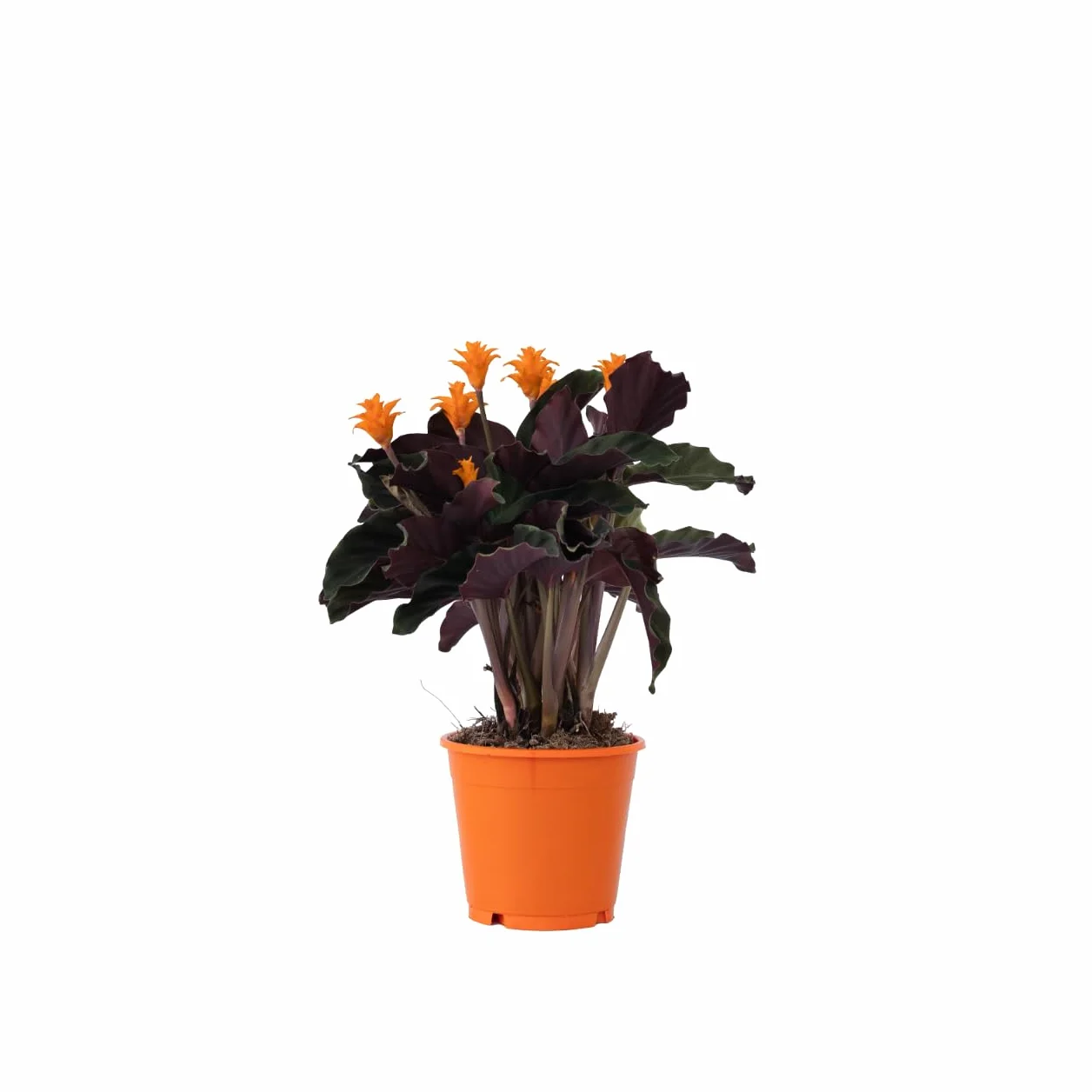 Calathéa crocata 'Tassmania' - Plante d'intérieur - Pot 14cm - Hauteur 40-50cm - Purificateur d'air