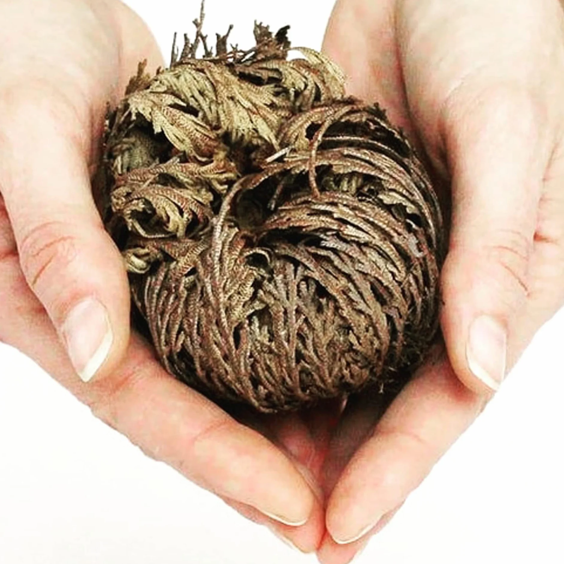 Rose de Jericho avec instructions d'entretien et explications historiques