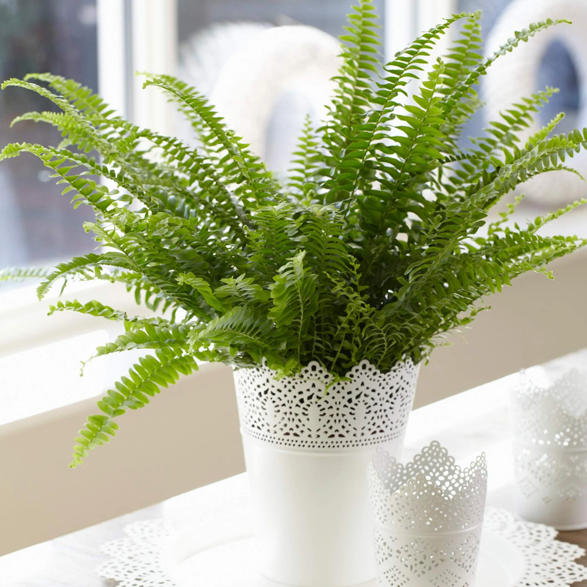 Fougère de Boston Plante d'intérieur 25-35 cm pot inclus