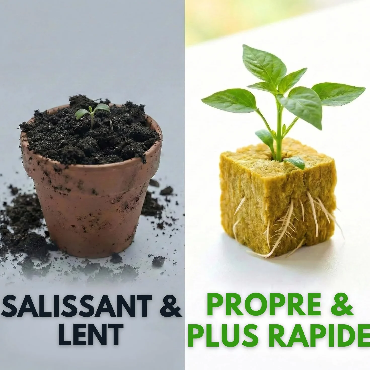Cubes de Laine de Roche Hydroponique (2,5cm) Lot de 100 pour Germination et Bouturage, Substrat Aéré pour Semis