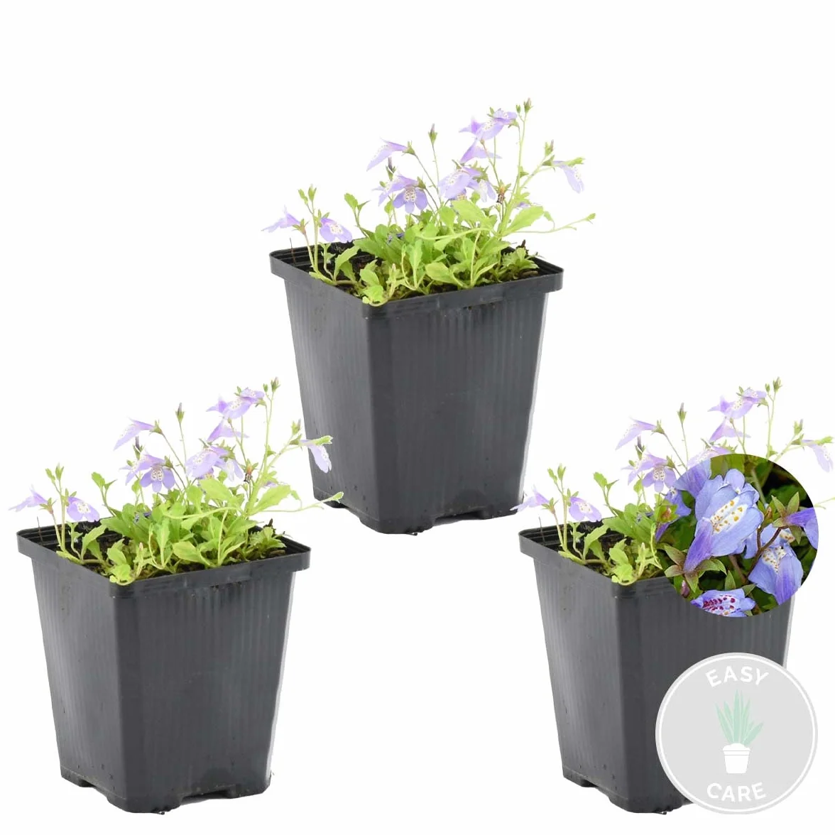 Bloomique Mazus Reptans rampant Plantes de bassin aquatiques Rustique Hauteur 10-20 cm Pot 9 cm