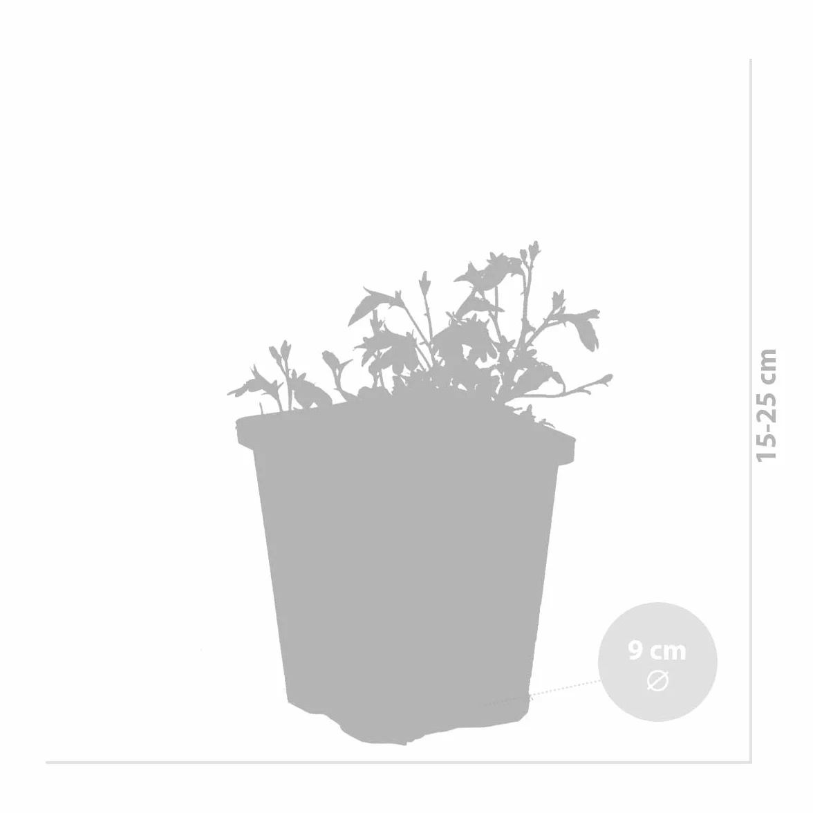 Bloomique Mazus Reptans rampant Plantes de bassin aquatiques Rustique Hauteur 10-20 cm Pot 9 cm