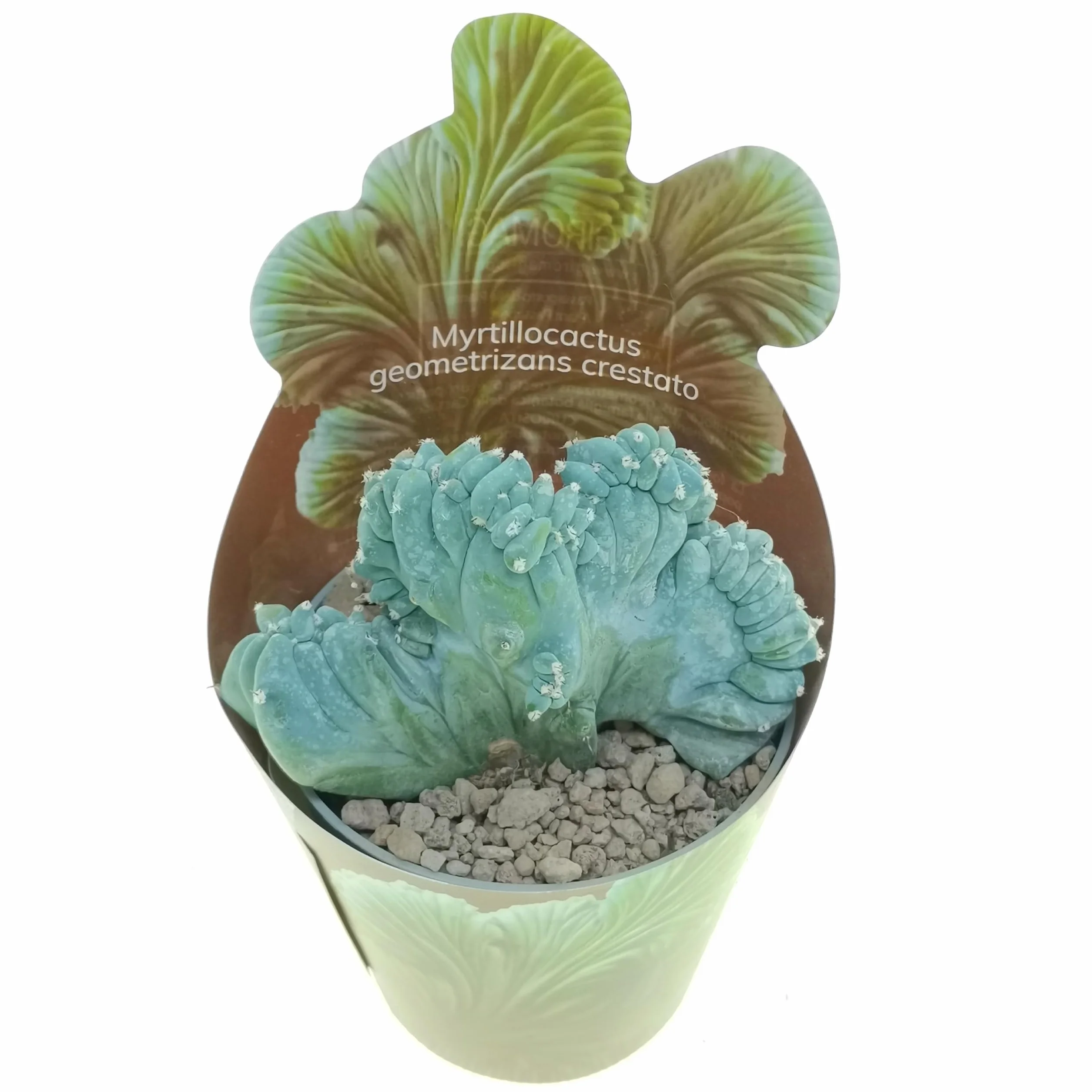 3 plantes succulentes réelles en pots diam. 6,5 cm – Cactus mix