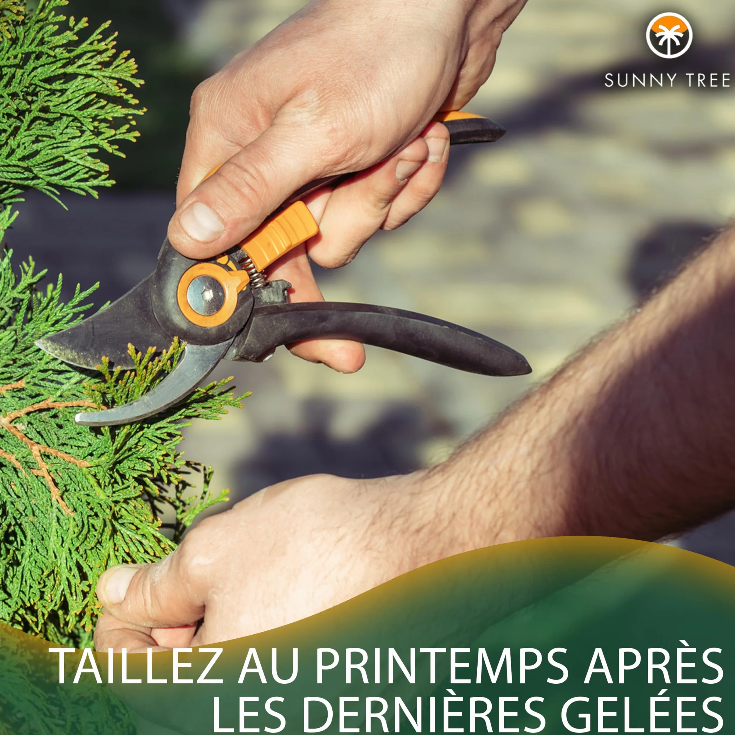 Cupressus Sempervirens Totem Cyprès Italien 150-160 CM résistant au gel -18 conifère à feuillage persistant