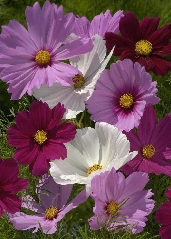 TROPICA Mélange Cosmos bipenné Cosmos bipinnatus 100 graines Fleurs d'été
