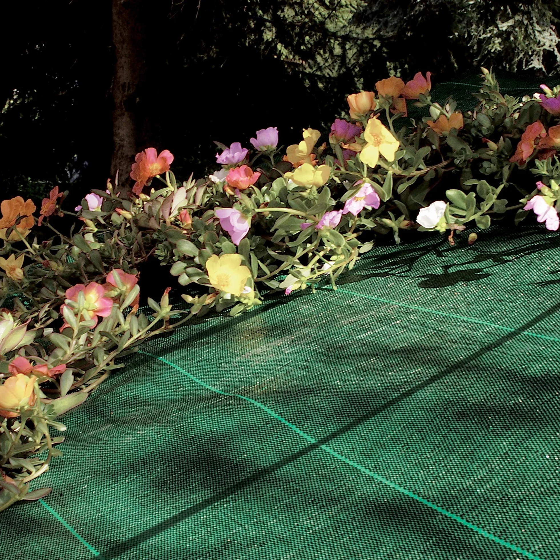 Tenax Toile de paillage Cover Pro 1,60x5 m Vert