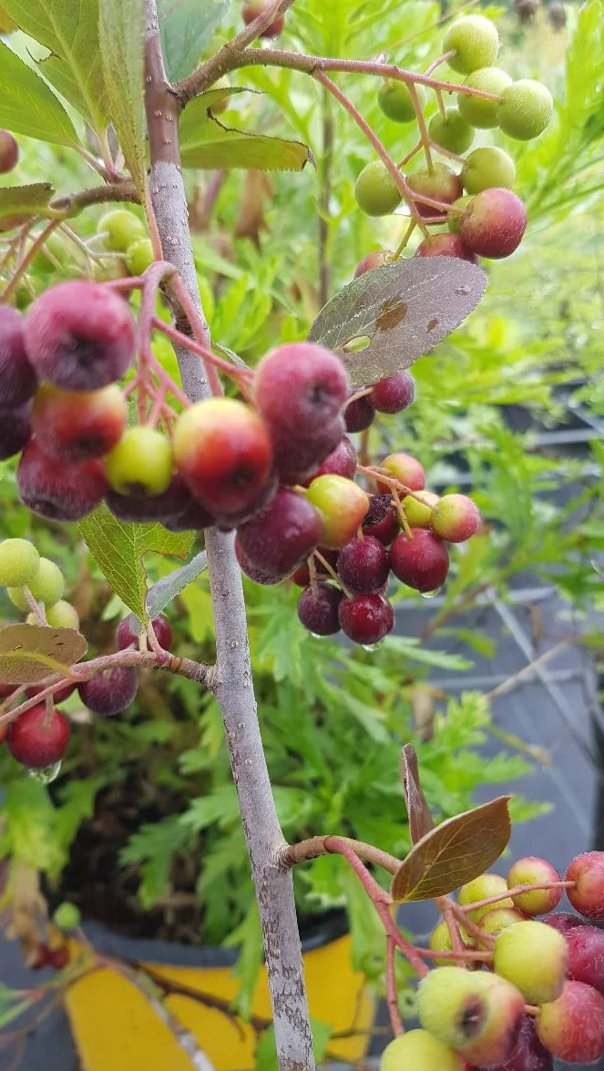 Aronia prunifolia 'Viking' Aronie à gros fruits Godet