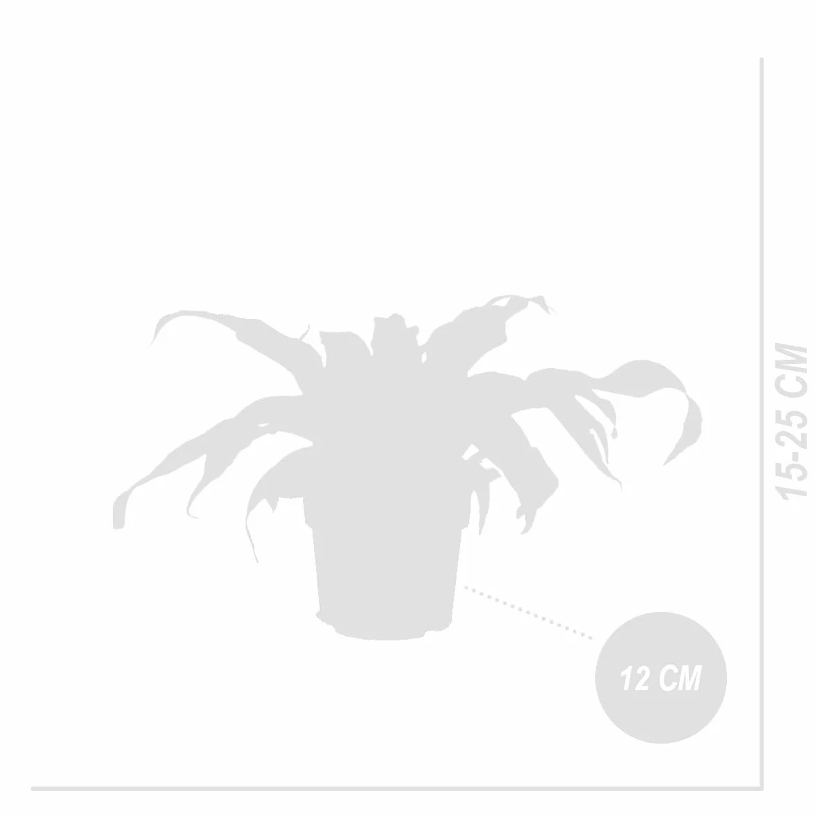 Bloomique Asplenium Antiquum Fougère nid d'oiseau Plante d'intérieur Purificateur d'air 20-30 cm Pot 12 cm