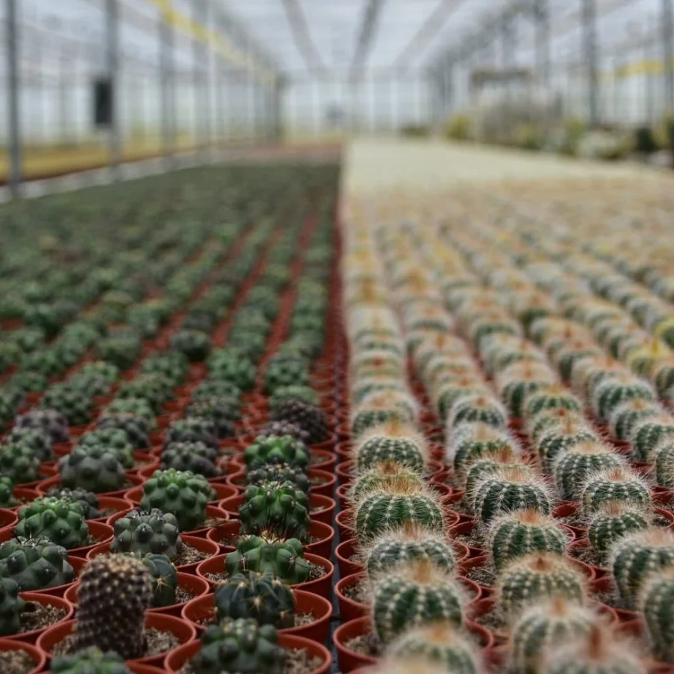 Cactus Naturelles en pot Ø 5.5 cm Lot de 18 Hauteur 5-10 cm Mélange Plantes Grasses Intérieur