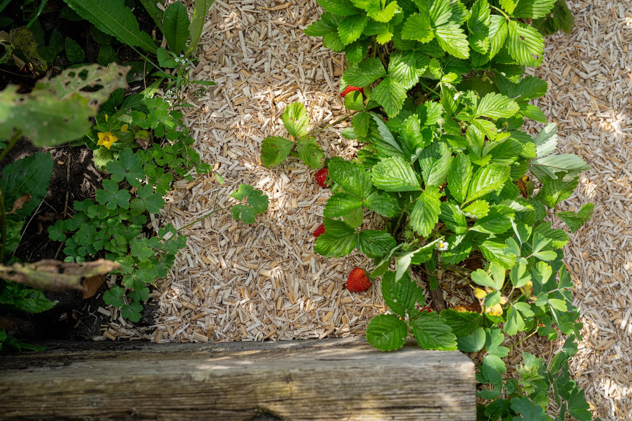 Floragard Paillis pour Fraises et Légumes 2x20L Miscanthus sans Pesticides