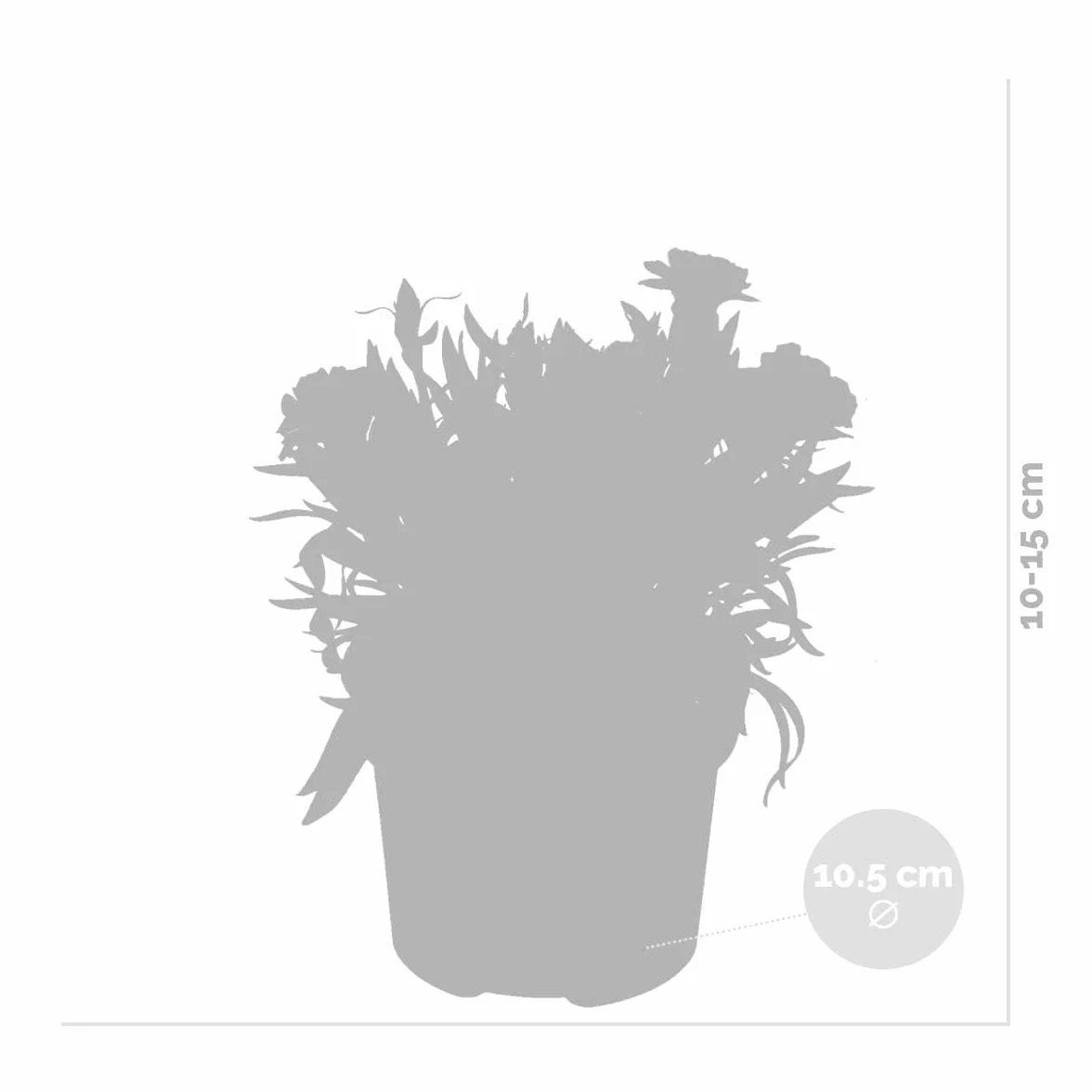 Dianthus Œillet Mélange de couleurs Lot de 6 Plantes de jardin Hauteur 15-20 cm Pot 10,5 cm