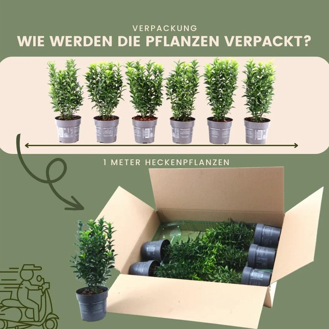 Haie de fusain vert 1 mètre linéaire Euonymus japonicus ‘Green Spire’ Kit de plantation 6 plantes de haie rustiques persistantes