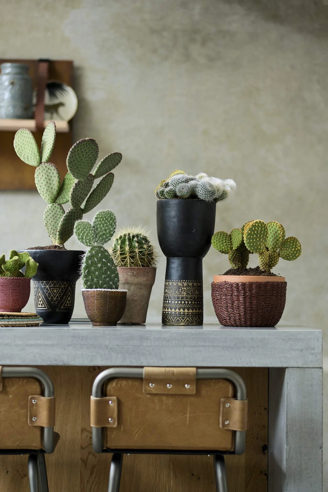 Bloomique Lot de 2 Opuntia Rubescens Cactus raquette Plantes d’intérieur Hauteur 20-30 cm Pot 12 cm