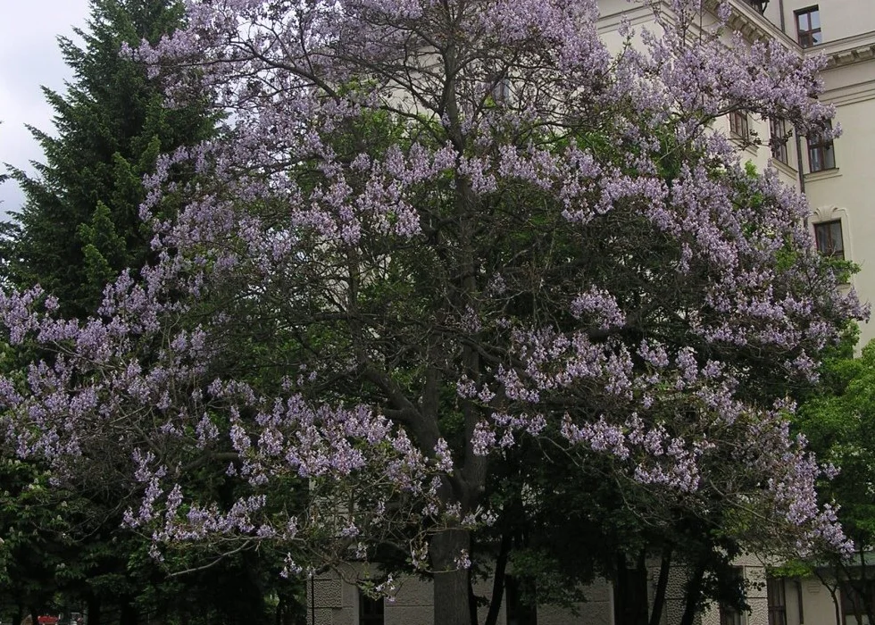 Arbre impérial Paulownia tomentosa - 200 graines avec substrat
