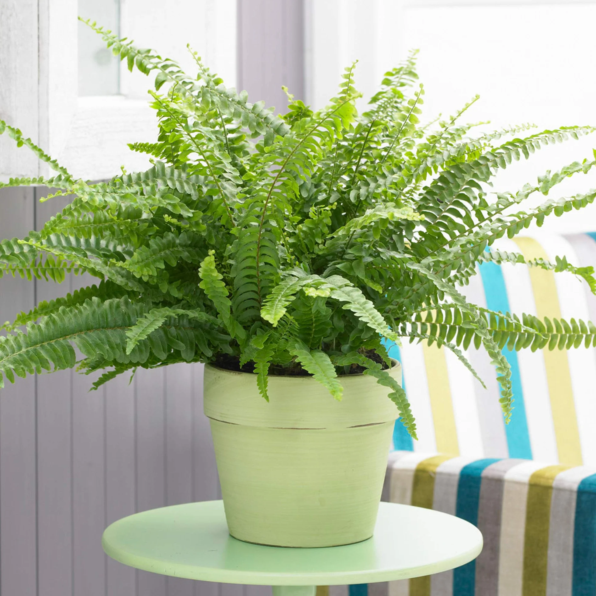 Fougère de Boston 25-35 cm en pot | Plante d'intérieur pour débutants