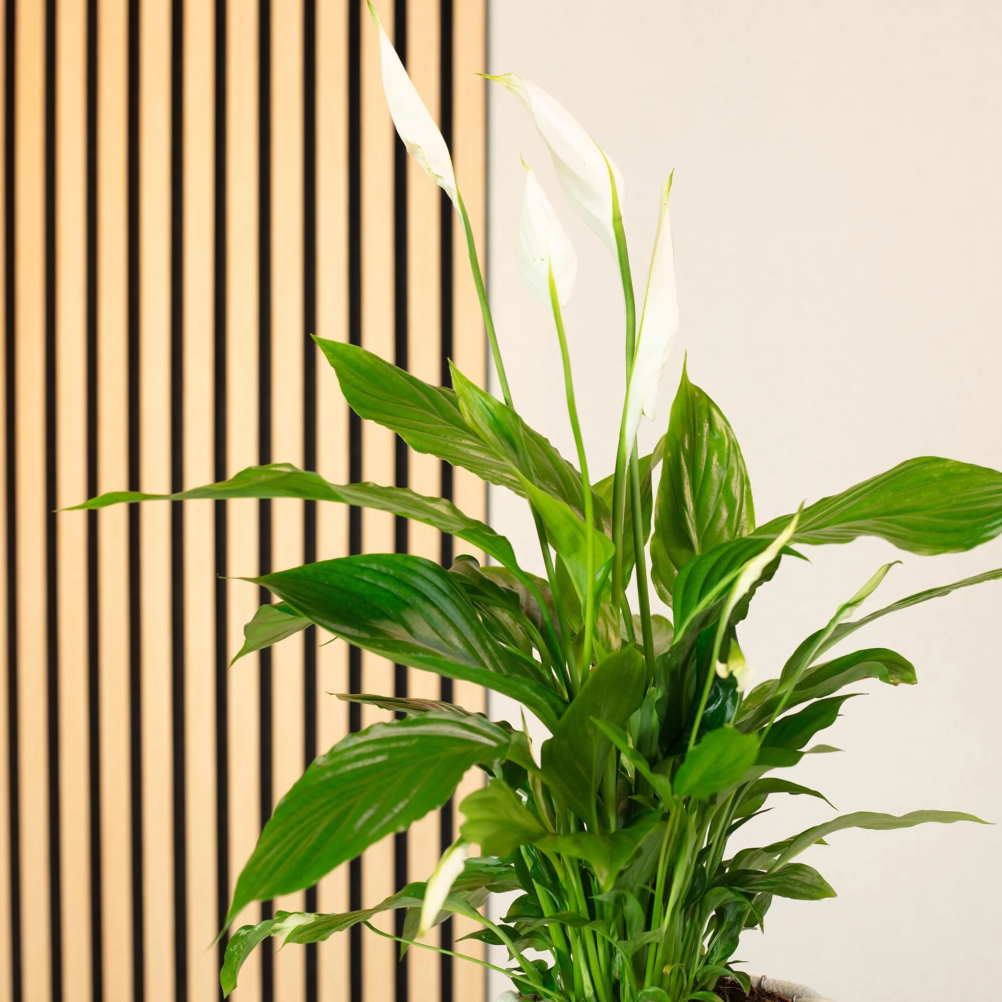 Spathiphyllum Fleur de lune 3-5 fleurs plante d'intérieur 50 cm pot Ø 13 cm