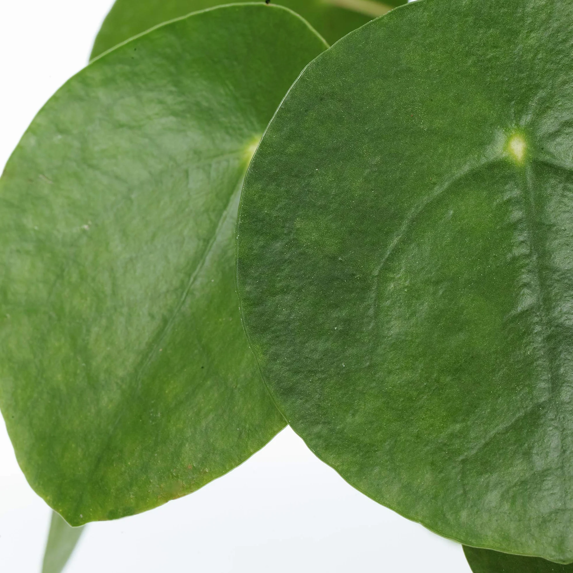 Pilea Peperomioides Plante à Monnaie Chinoise d'Intérieur