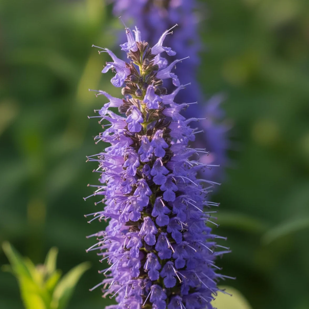 Agastache Blue Fortune Lot de 6 - Vivace Rustique - Pot 9 cm - Hauteur 10-20 cm