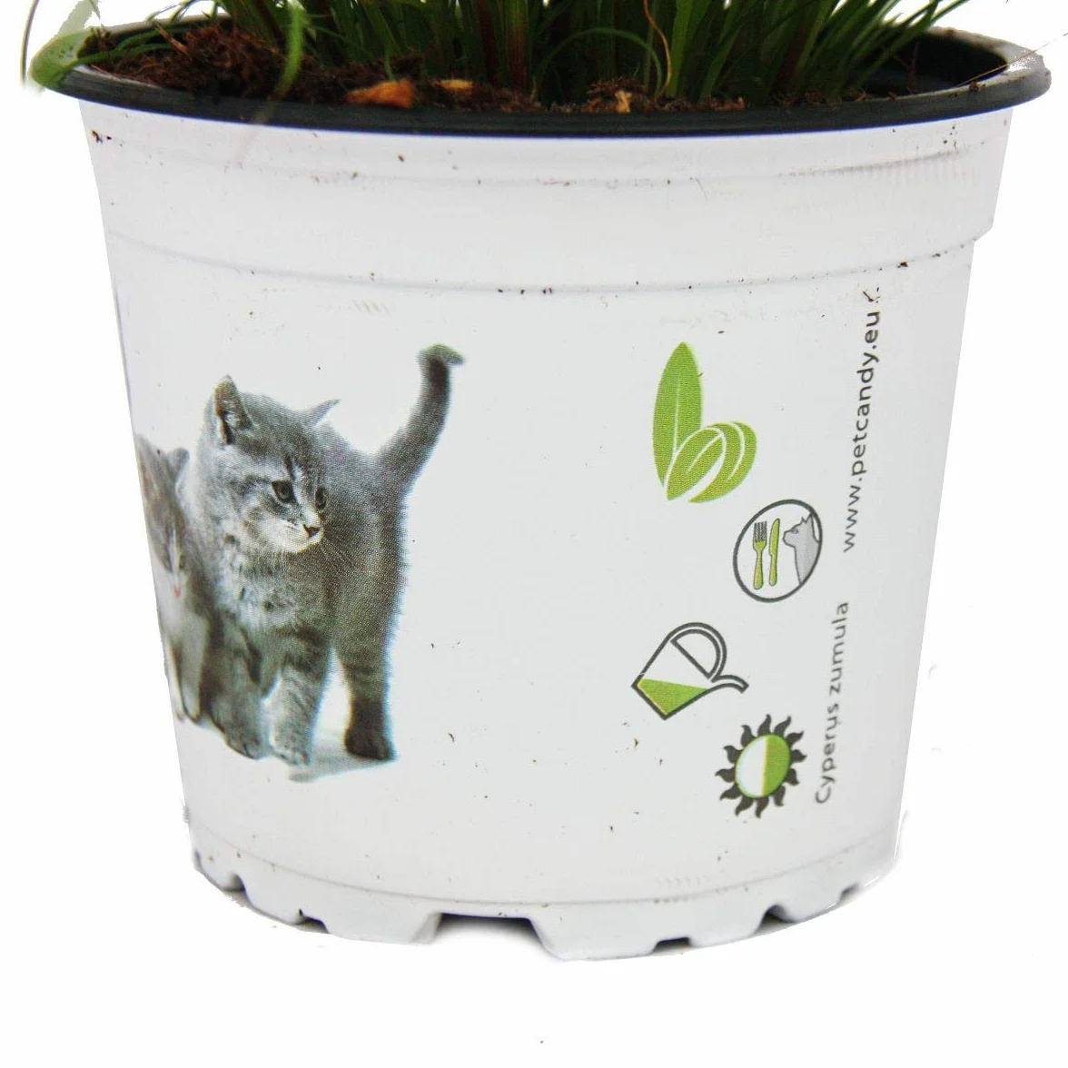 Herbe à chat Cyperus alternifolius soutien digestif chats