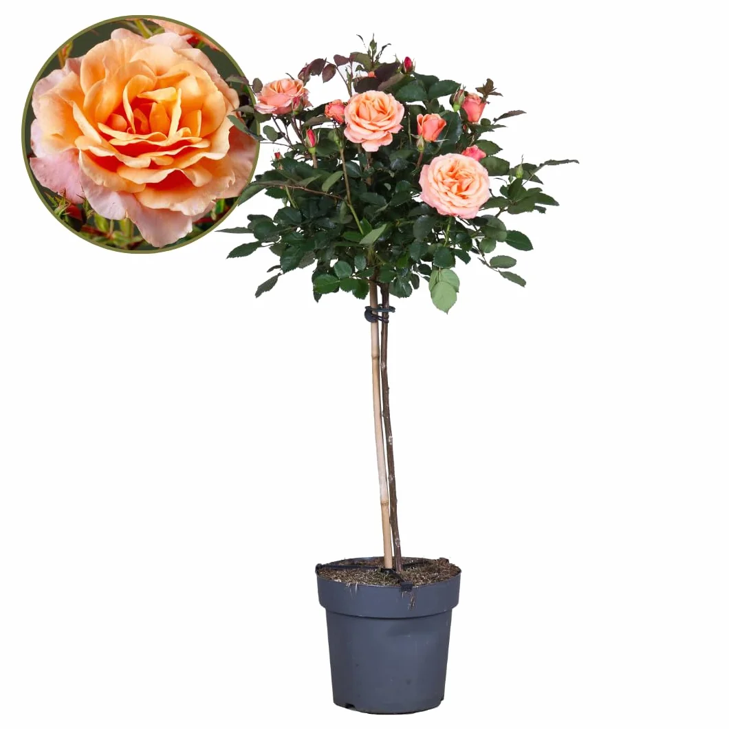 Rosa Palace 'Catherine' Rosier sur tige XL Arbre Orange Pot 19 cm Hauteur 80-100 cm