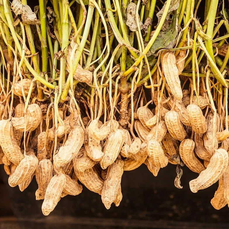Graines de Cacahuète Arachis hypogaea L Légumineuse Rouge Tropicale Fruit Jardin