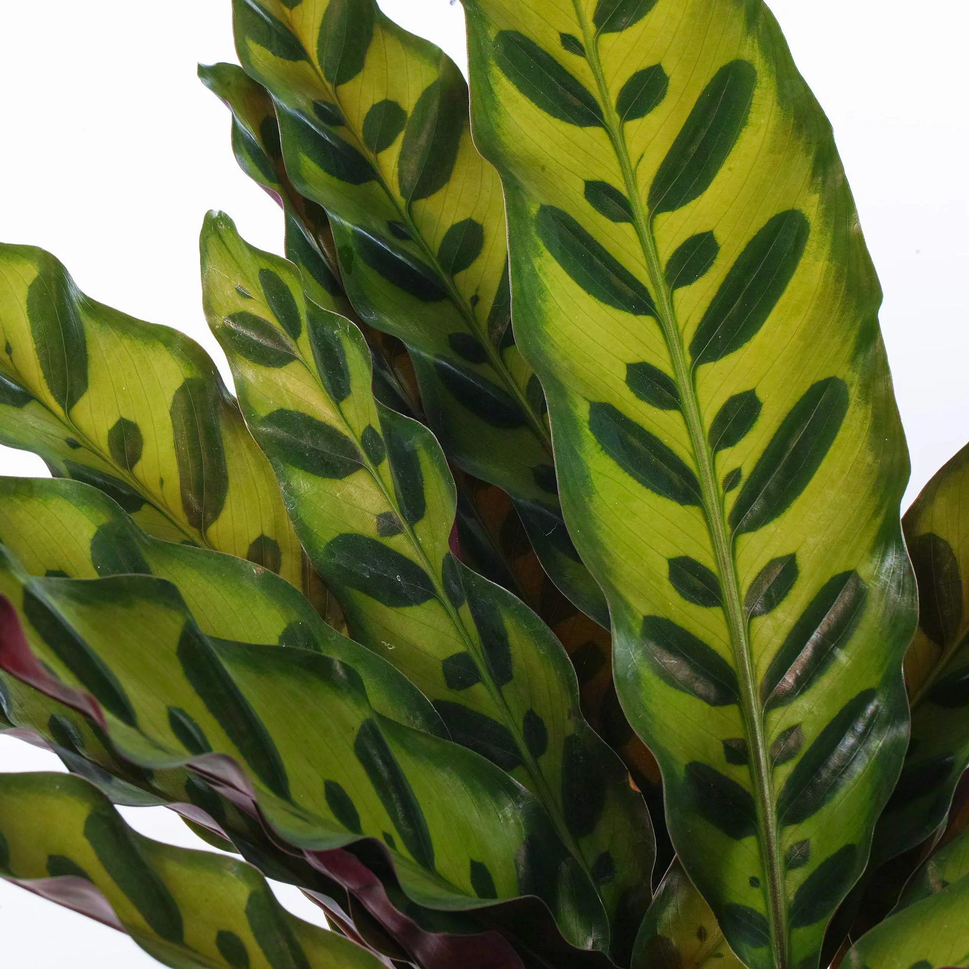 Calathea Lancifolia Plante d'Intérieur en Pot Maison Bureau