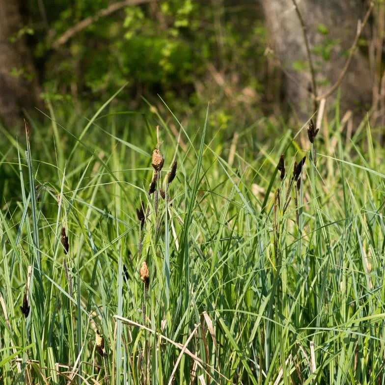 Carex Acutiformis Laîche Acutiforme 100 cm Godet 9cm Floraison Mai Juin Soleil Mi-ombre