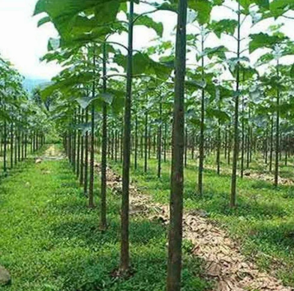 Paulownia elongata 1000 semi - Drzewo Imperatywne - szybki wzrost