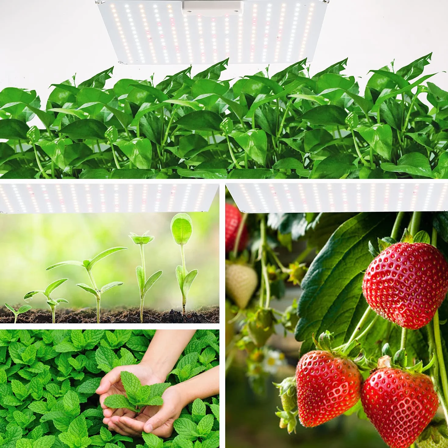 Lampe LED Horticole 800W Spectre Complet avec Gradation pour Plantes d'Intérieur Hydroponic