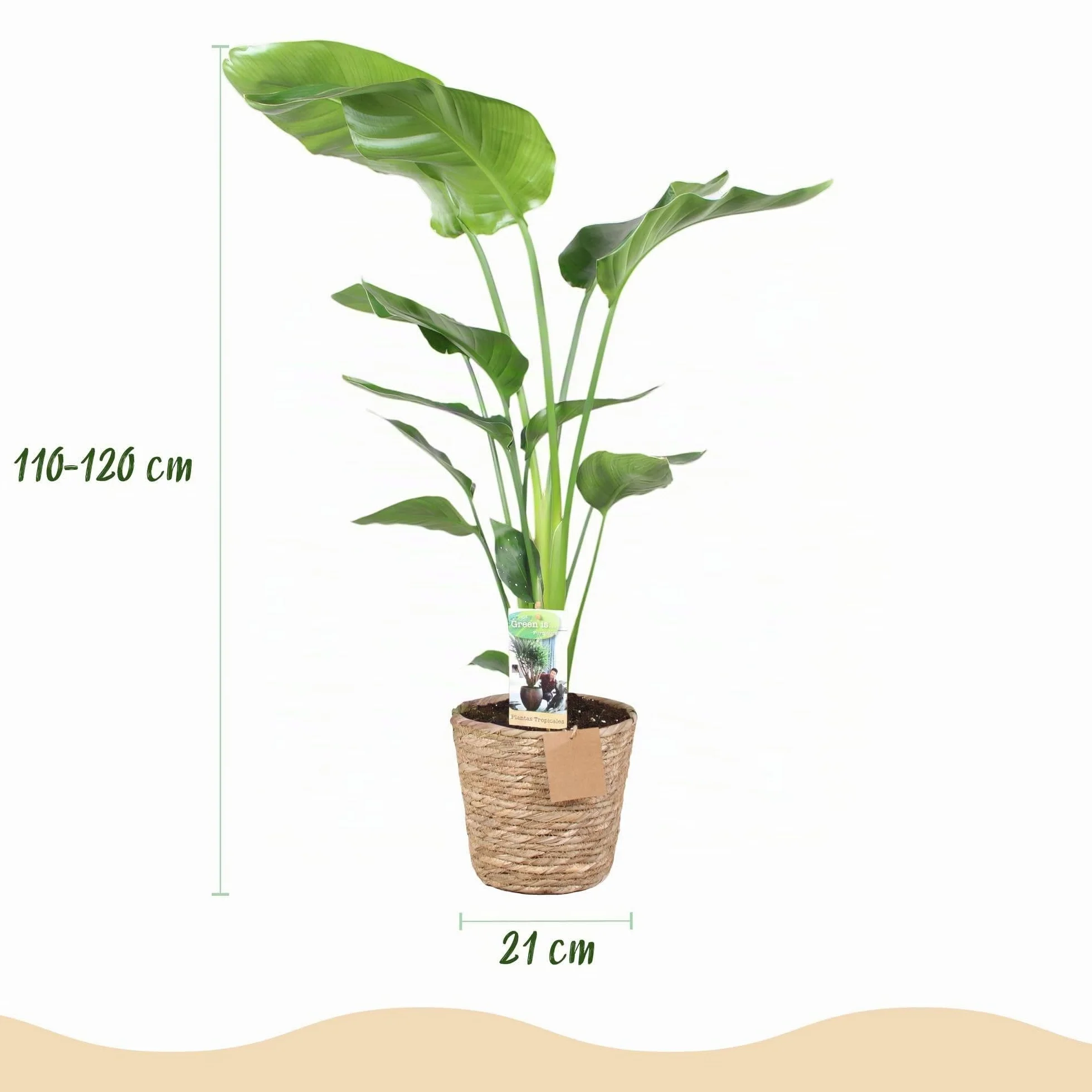 Strelitzia Nicolai Fleur de paradis Plante d'intérieur Pot 21cm Hauteur 110-120cm Vert avec panier
