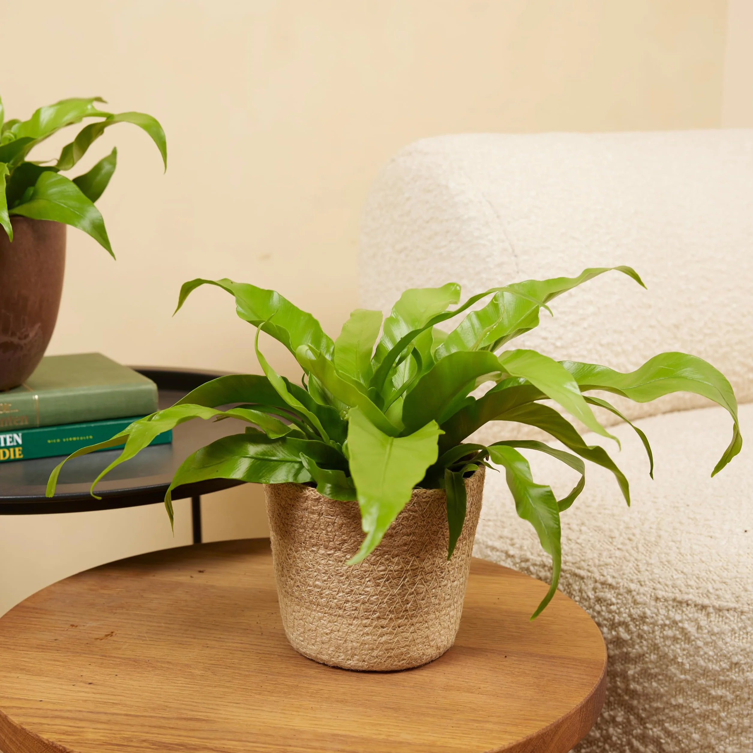 Bloomique Asplenium Antiquum Fougère nid d'oiseau Plante d'intérieur Purificateur d'air 20-30 cm Pot 12 cm