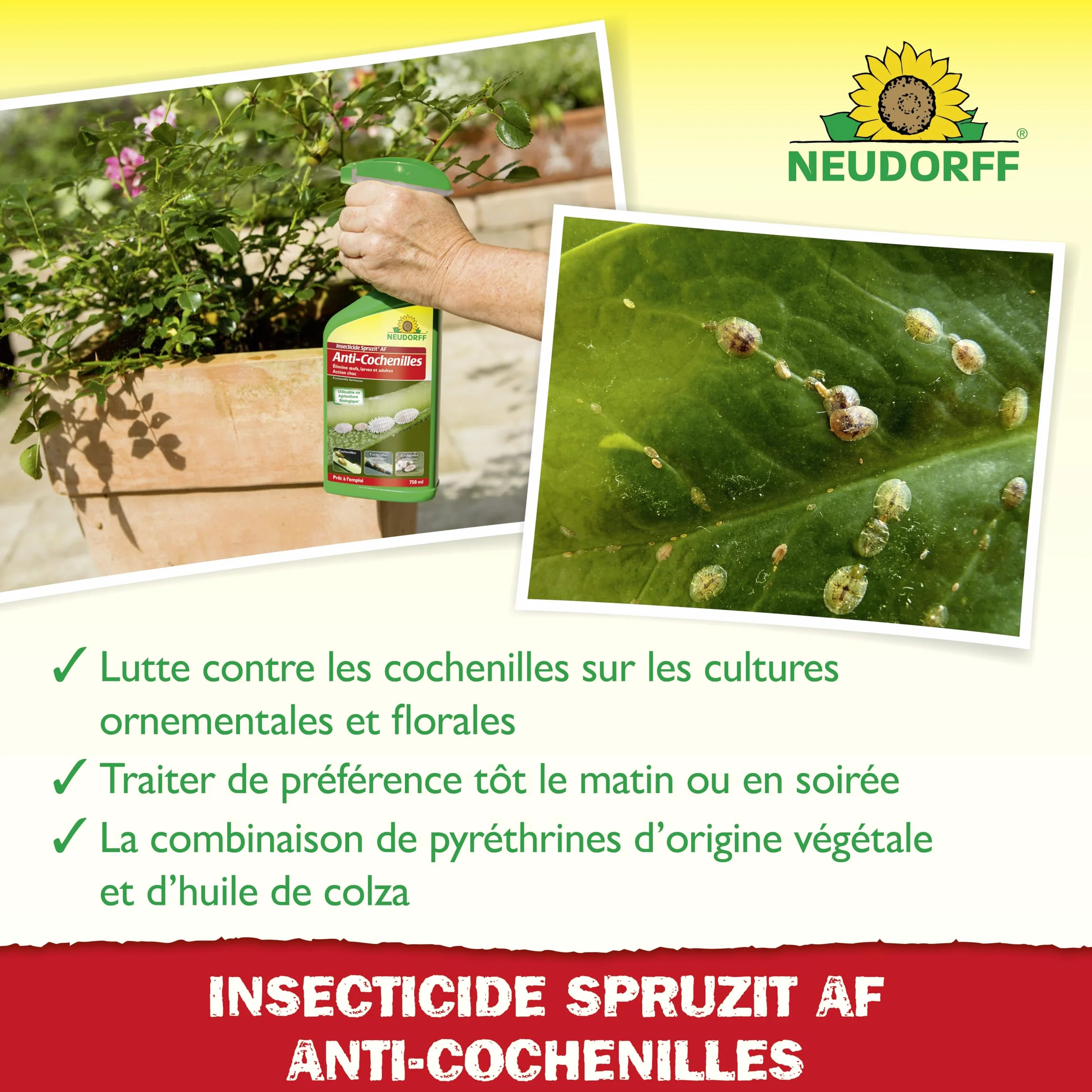 Neudorff Insecticide Spruzit Anti cochenille AF Spray 750 ml – Traite les cochenilles et pucerons sur plantes ornementales et fleurs
