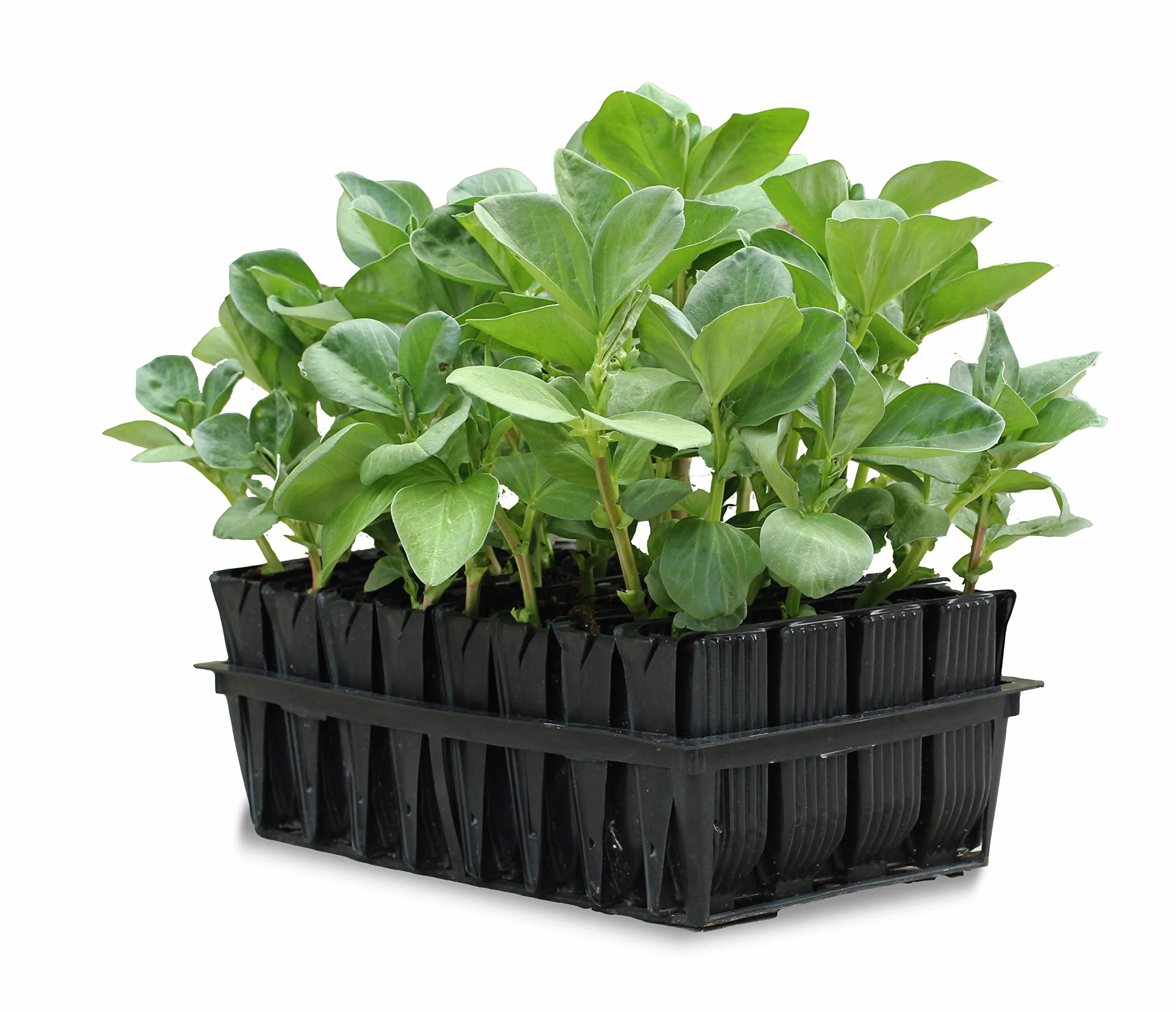 Haxnicks Tierra Garden Kit semis Rootrainers Profonds 32 Cells Noir