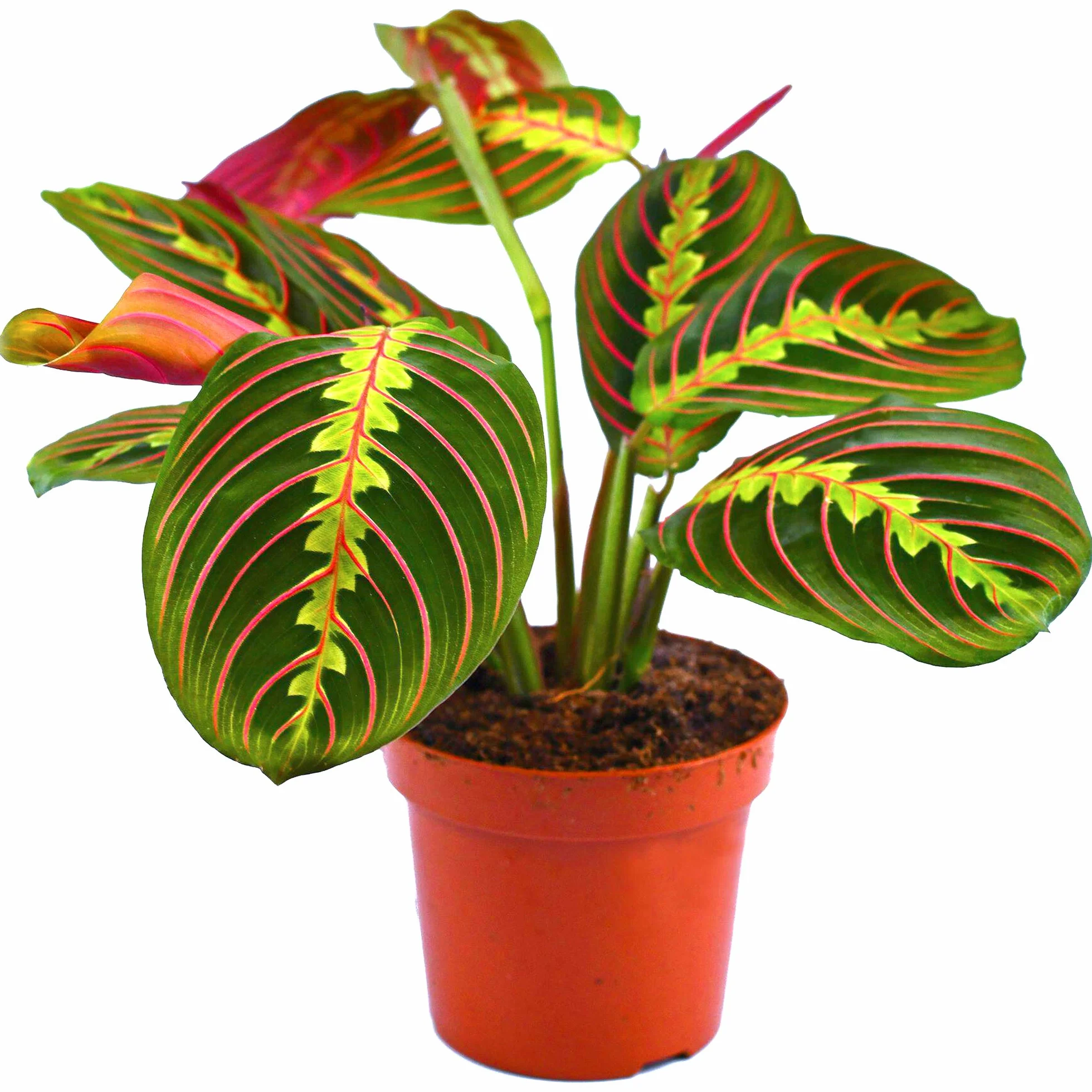 Fascinator Maranta Tricolore Pot 20-30cm pour Maison Bureau