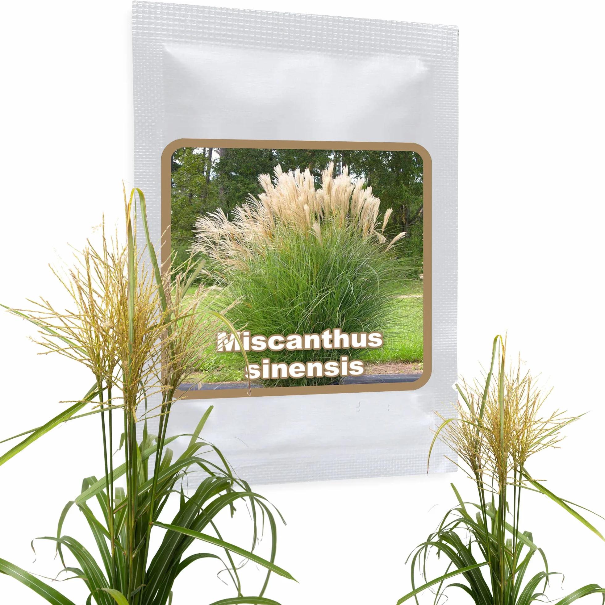 Magic of Nature Graines de Roseau de Chine Géant Miscanthus sinensis Plume d'Argent Graminée Rustique 100 pcs