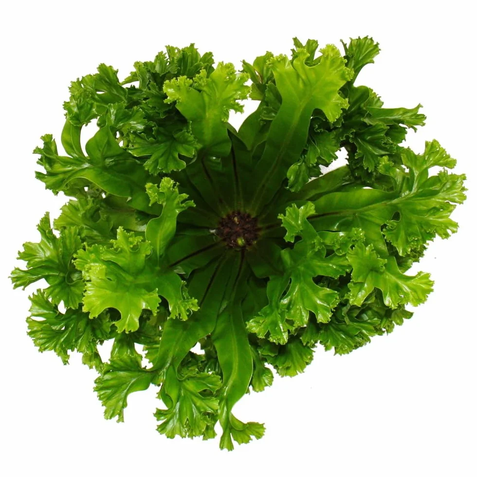 Asplenium antiquum Leslie Fougère Nid 17 cm Pot 30-40 cm