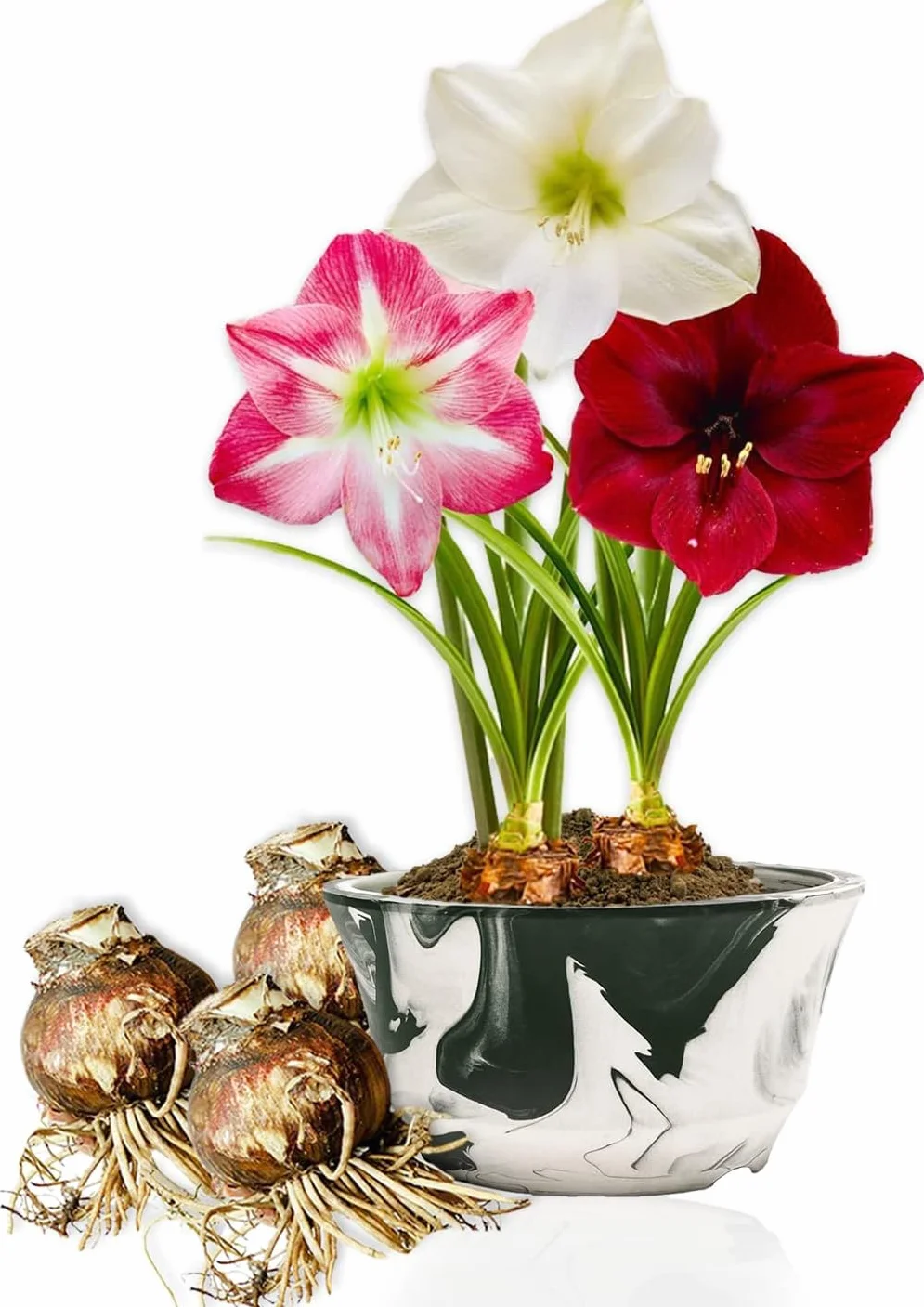 Amaryllis Bulbes Collection 3 Pièces Grand Format 26/28 - Bulbes à Fleurs Naturelles de Hollande Hippeastrum