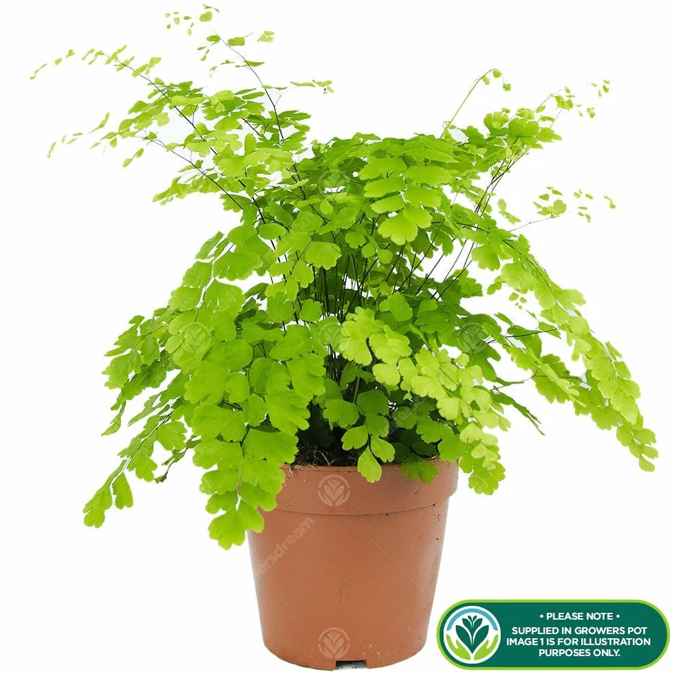 Adiantum raddianum Capillaire Fougère Cheveux de Vénus Plante d'Intérieur 12 cm