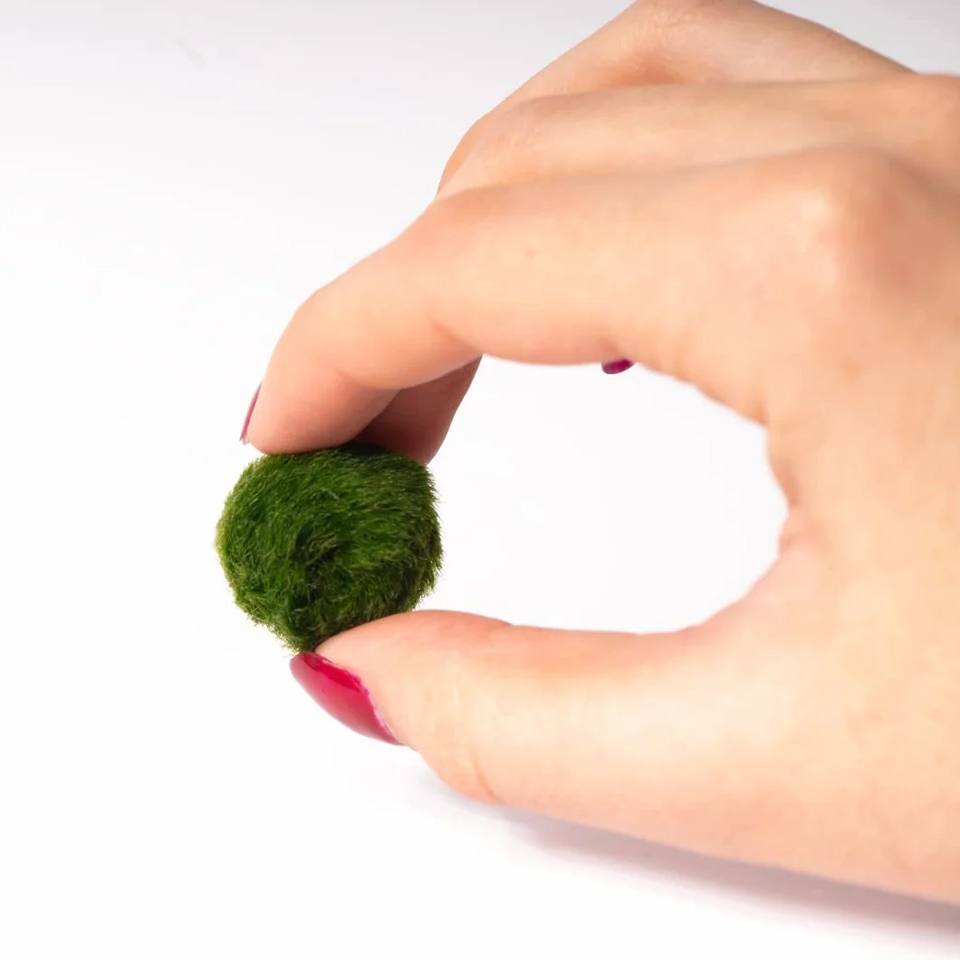 Marimo Set sfuso diametro 2-3 cm Originale Certificato 6 sztuk