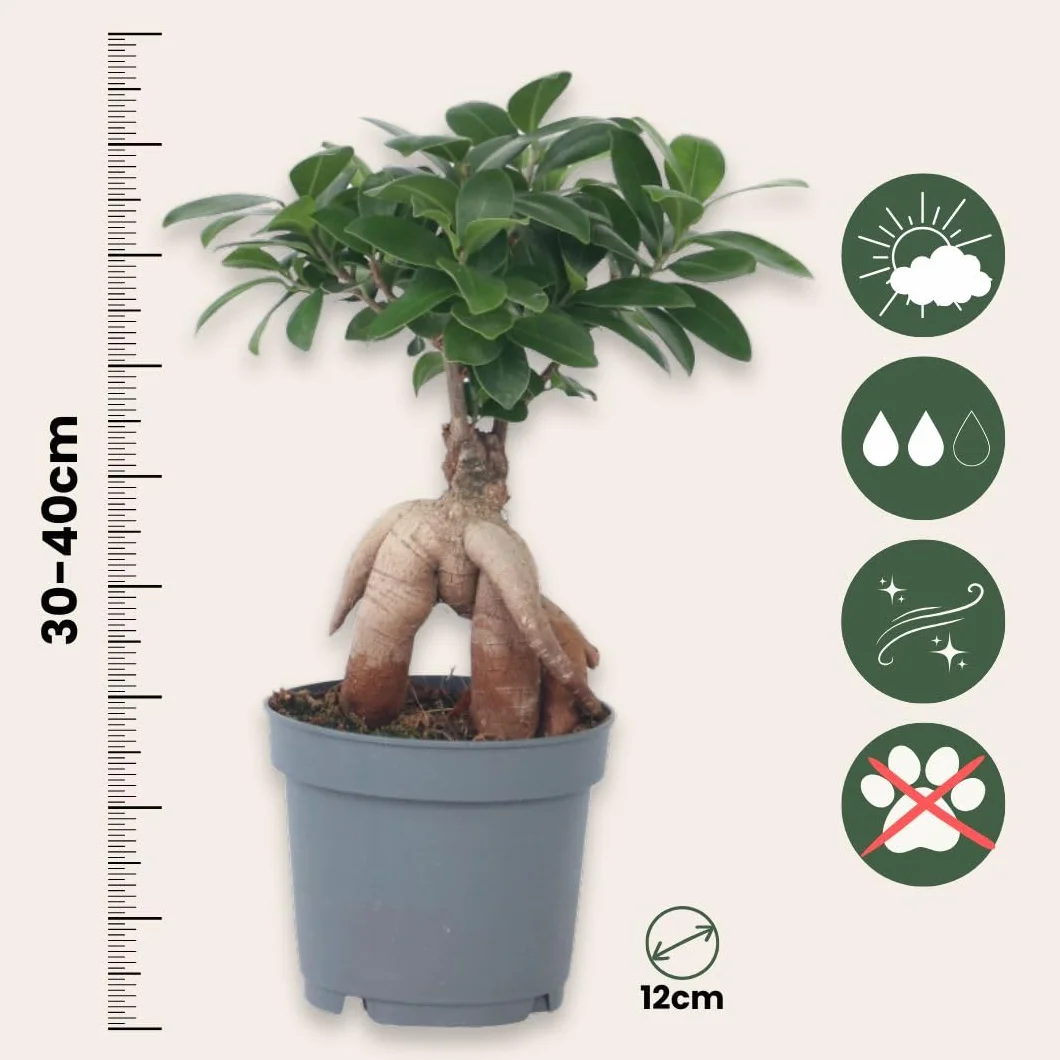 Bonsaï Ficus Ginseng Plante d'intérieur Pot 12cm Hauteur 30-40cm