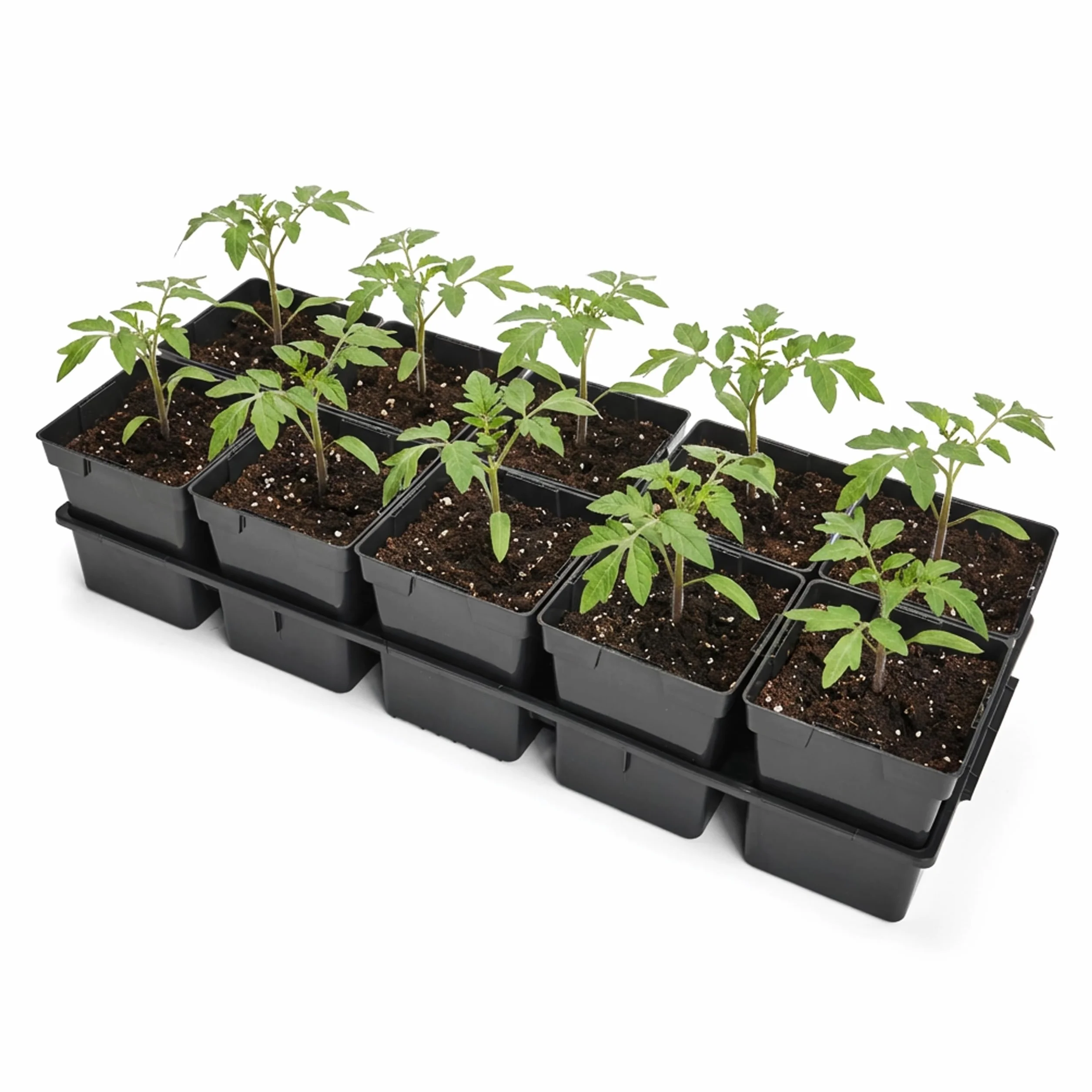 Garronda Kit de Semis Plateau 10 Trous avec Godets Plastique PP Réutilisable GD-0208 Noir