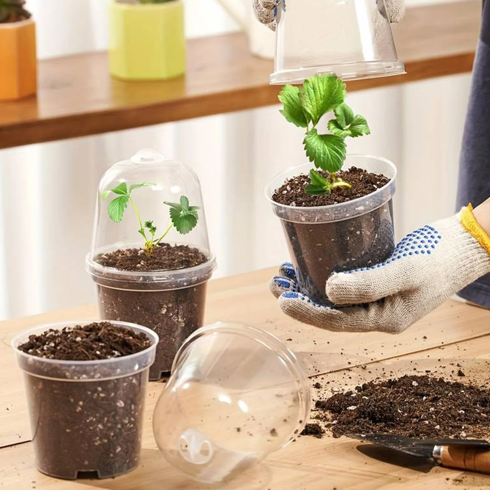 Lot de 10 Pot Plastique Plante avec Couvercle 10cm Transparent Orchidée Ronds