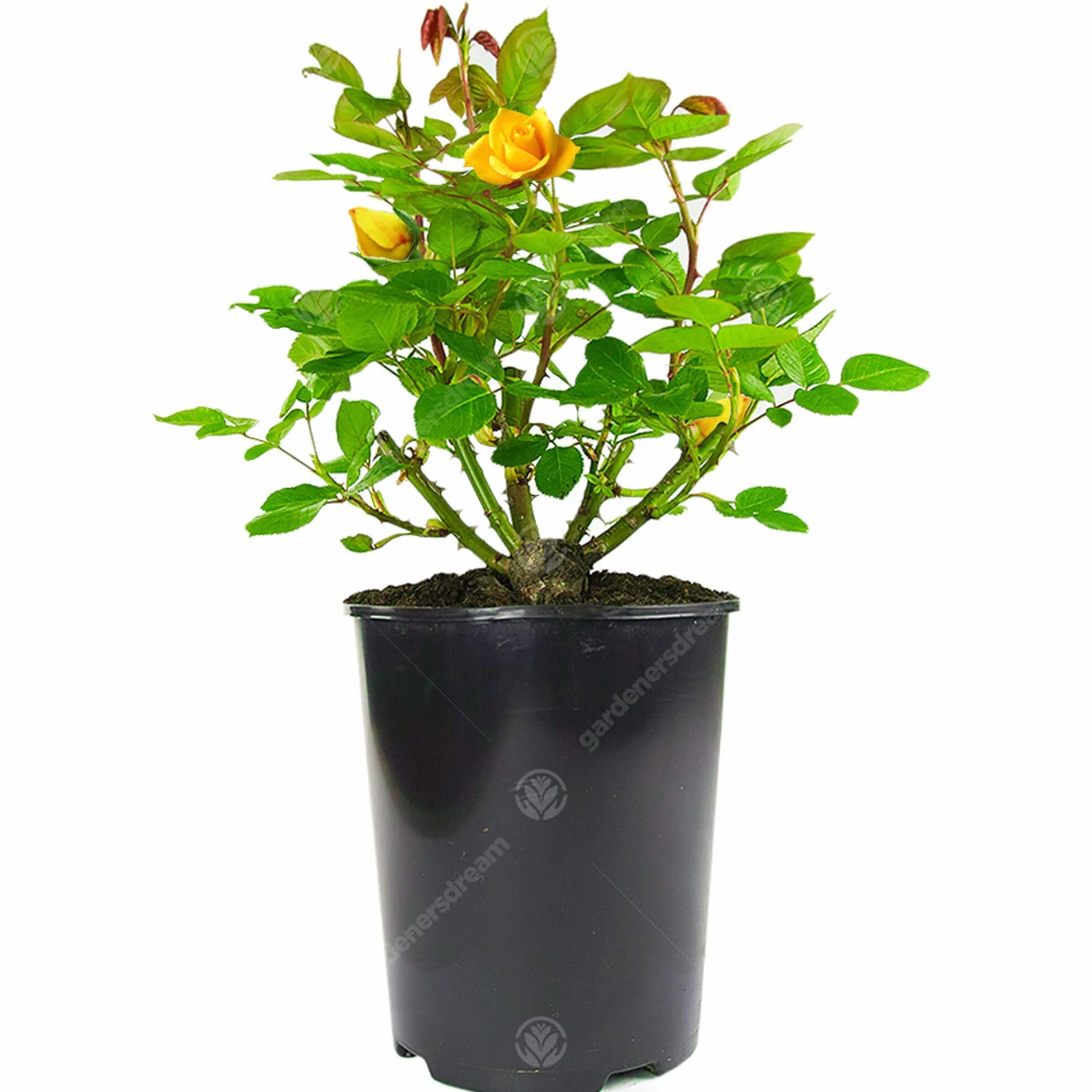 Rosier Jaune en pot haut de gamme rosiers de jardin fleurs colorées été