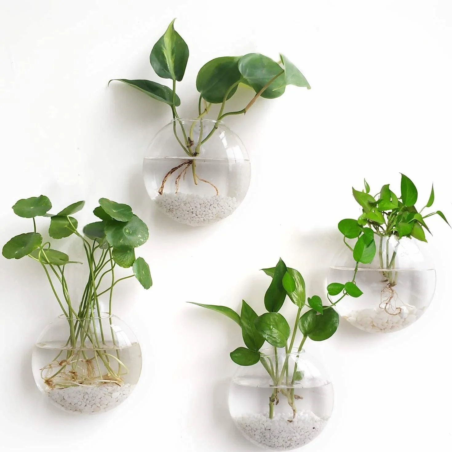 Lot de 4 Pots de Fleurs Muraux en Verre Transparent pour Plantes Aériennes, Tillandsia - Décoration Murale