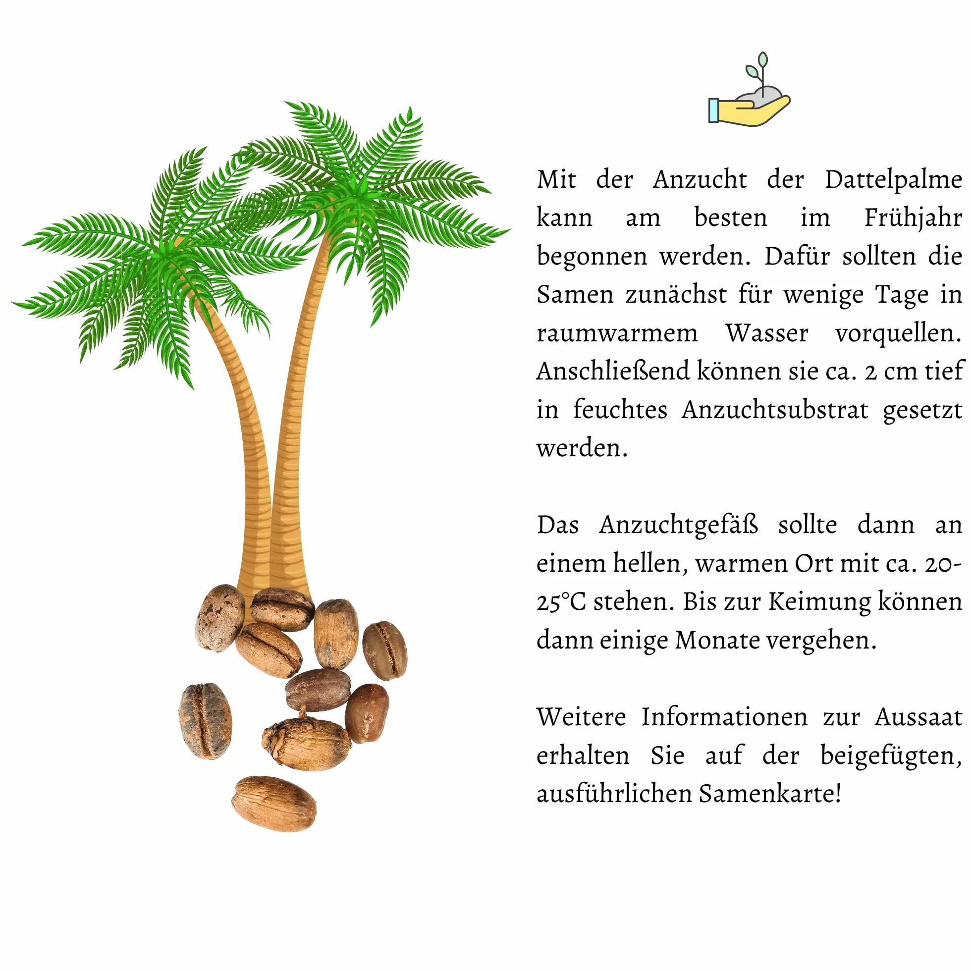 Phoenix canariensis Graines de palmier dattier des Canaries – Palmier exotique en pot intérieur extérieur